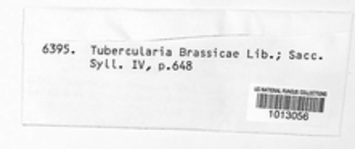 Tubercularia brassicae image
